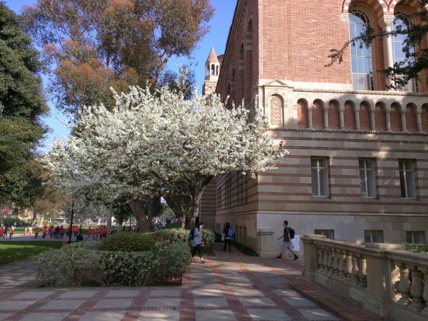 Blossom at UCLA